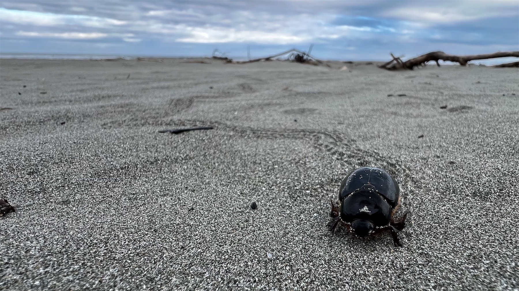 Sand scarab closeup.