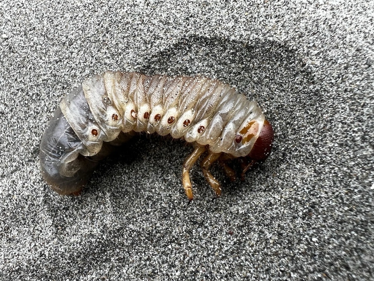 Cylinder on its side, revealing pairs of legs at the head end. 