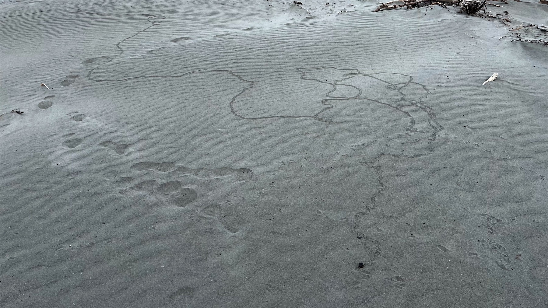 Sand scarab track weaves all over the sand, circles round a few times, as though the scarab was very drunk.