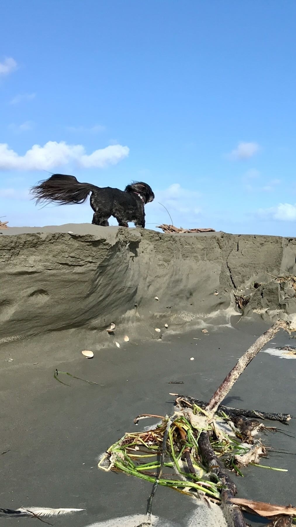Black dog on the beach with fluffy tail flying in the wind. 