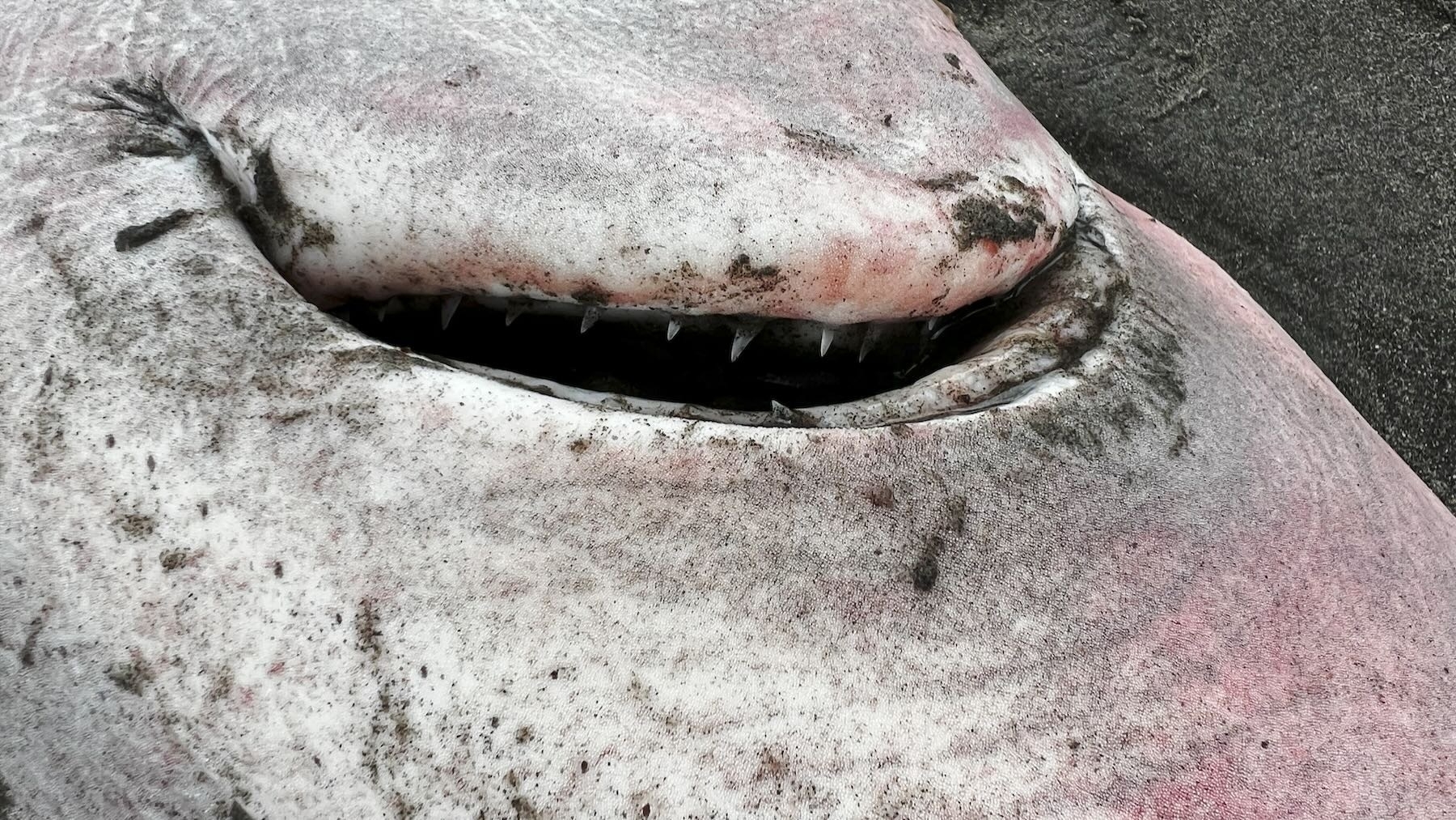 Close up on the mouth showing many sharp teeth. 