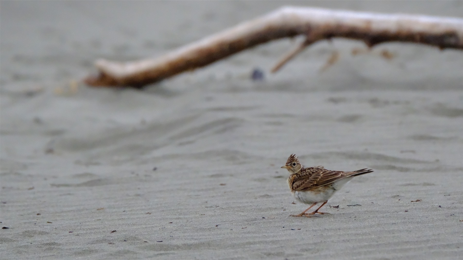 Small sparrow-like bird with spiky hairdo. 