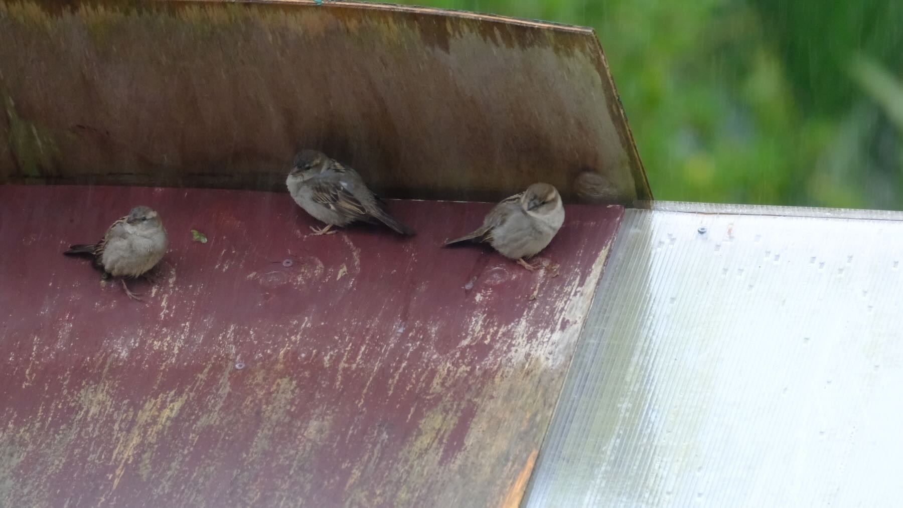 Sparrows in the rain shelter below an overhanging piece of plywood.