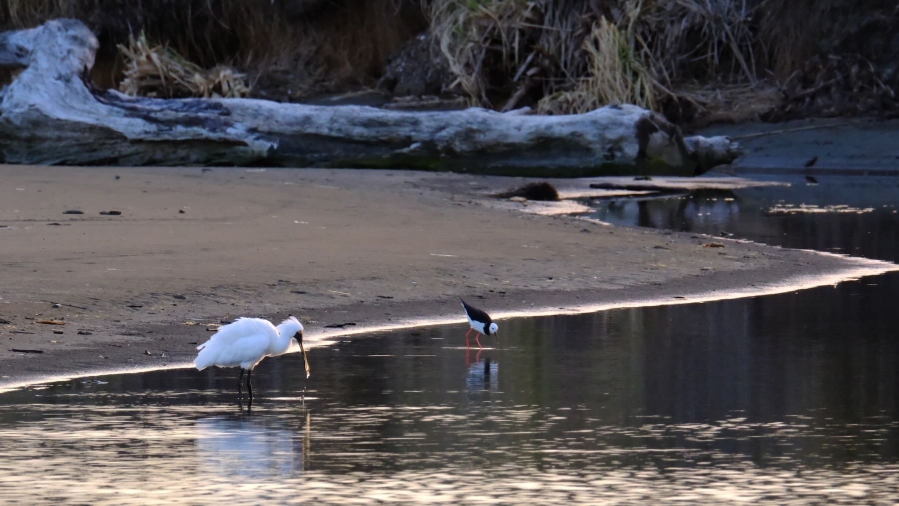 Spoonbill and pied stilt wading in shallow water at the beach.