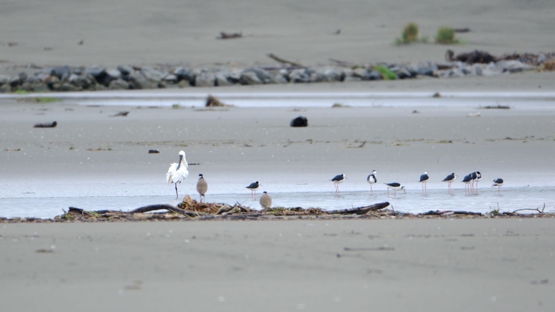 Spoonbill, spur-winged plovers, stilts in shallow water on the beach.