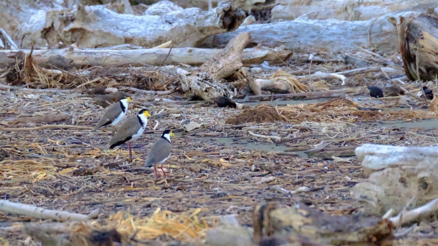 Three Spur-winged plovers.