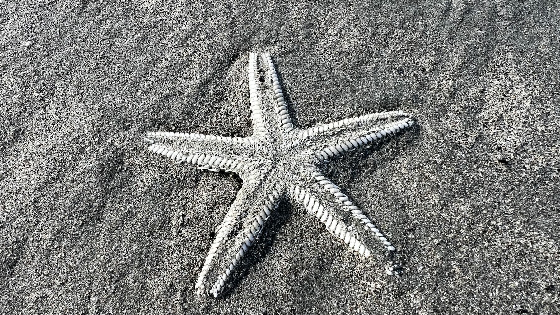 Small dead starfish.