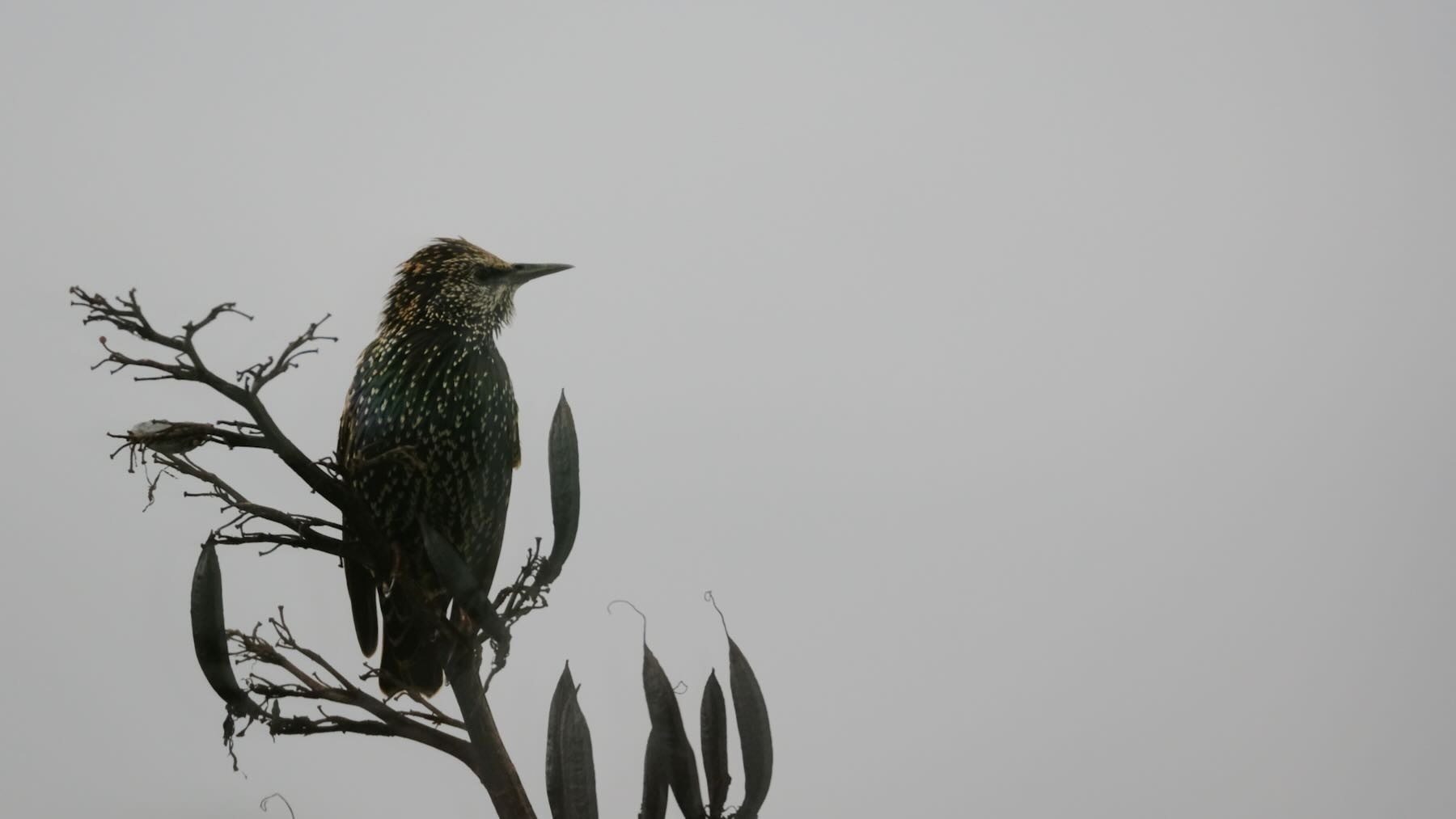 Starling on a flax spear. 