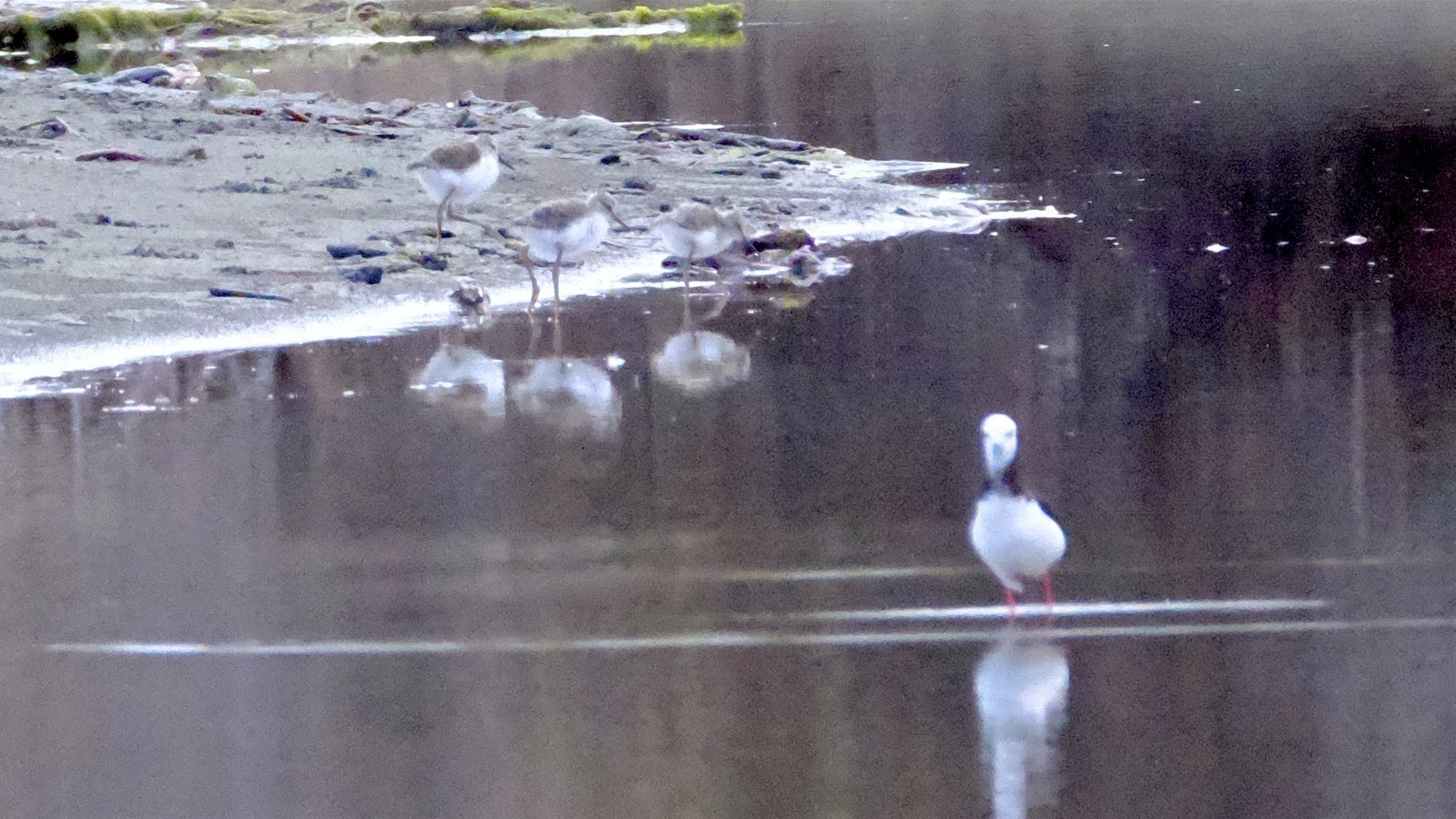 Stilt babies closer, as they enter the pond.