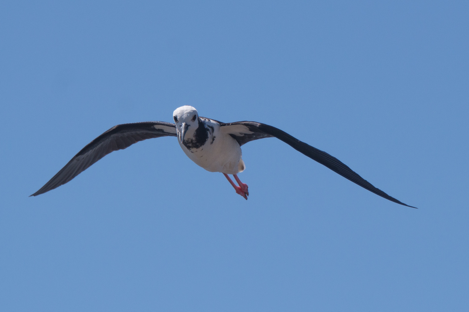 Pied Stilt in flight, straight for the head. Photo by Stephen Betts.  