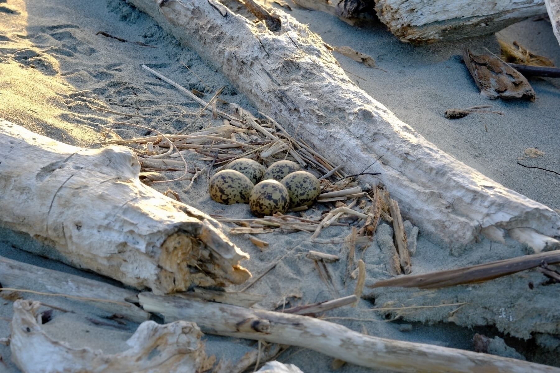 5 speckled eggs on the ground. 