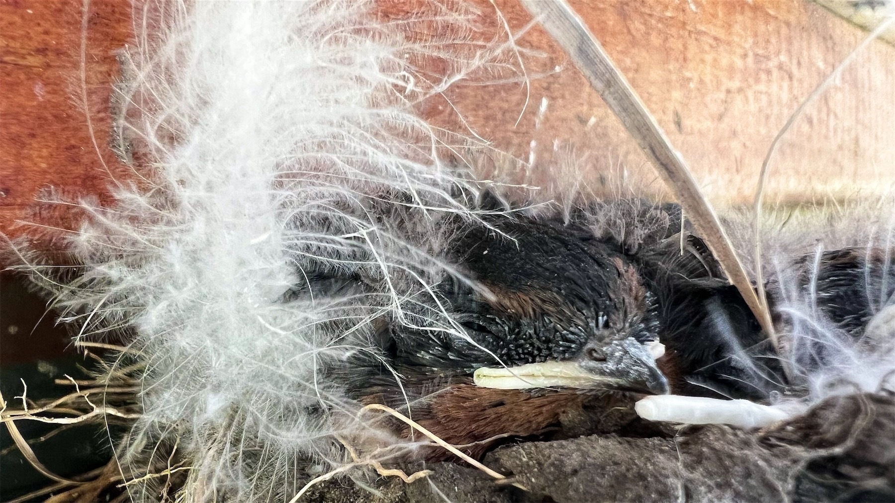 Swallow chick with white fluff behind and wide white mouth visible behind a small dark beak. One eye can be seen. 