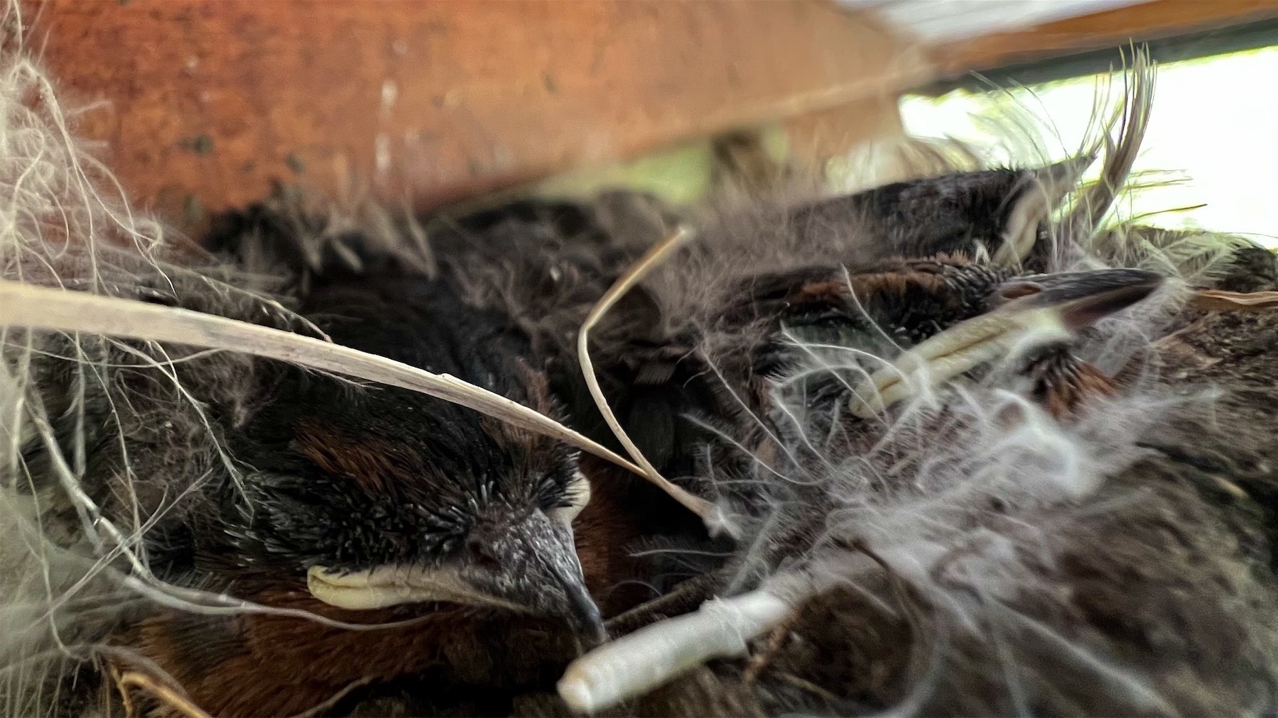 Swallow chick with wide white mouth visible behind a small dark beak. One eye can be seen. At least one other chick can be discerned, maybe even 3. 