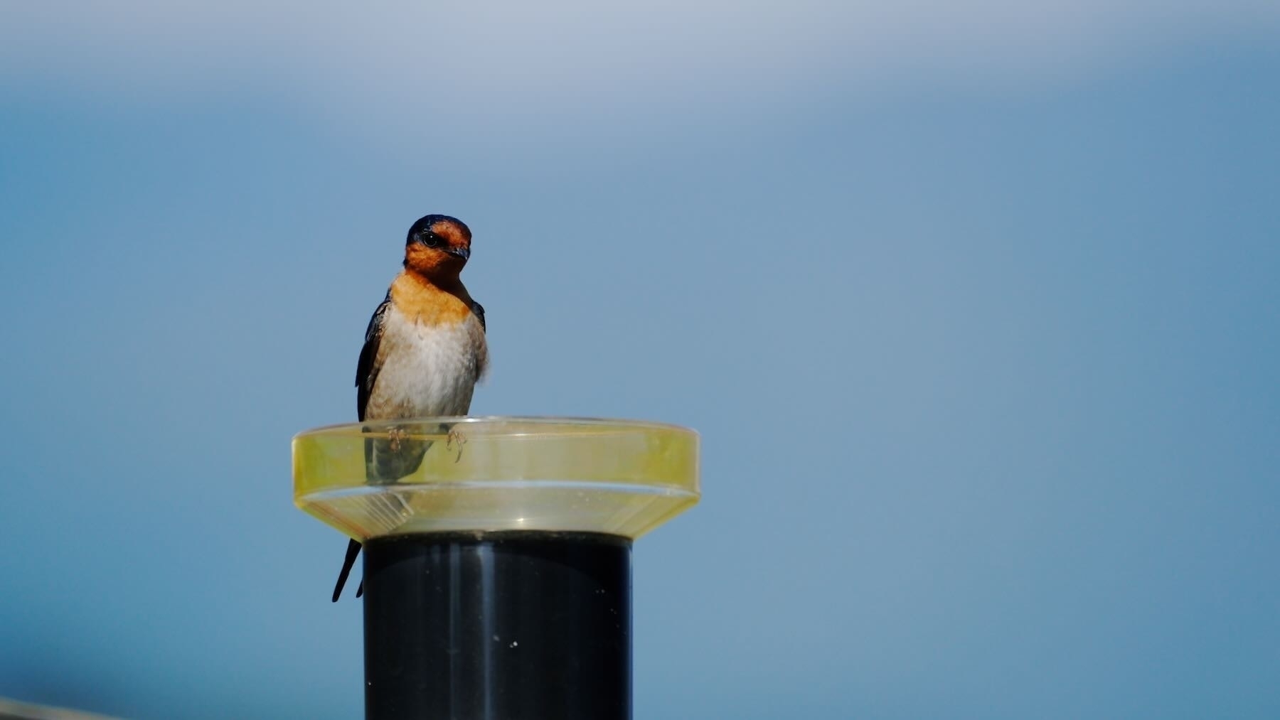 Welcome Swallow on the rain gauge.