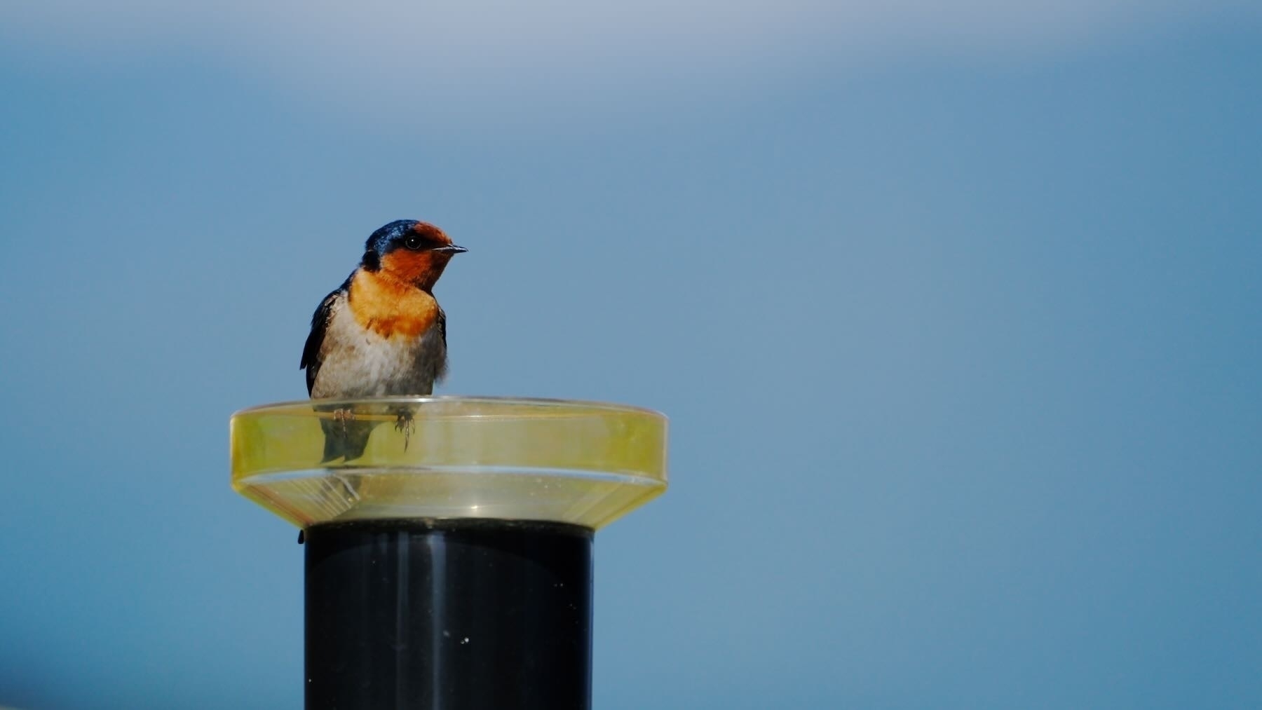 Welcome Swallow sits on the rain gauge.