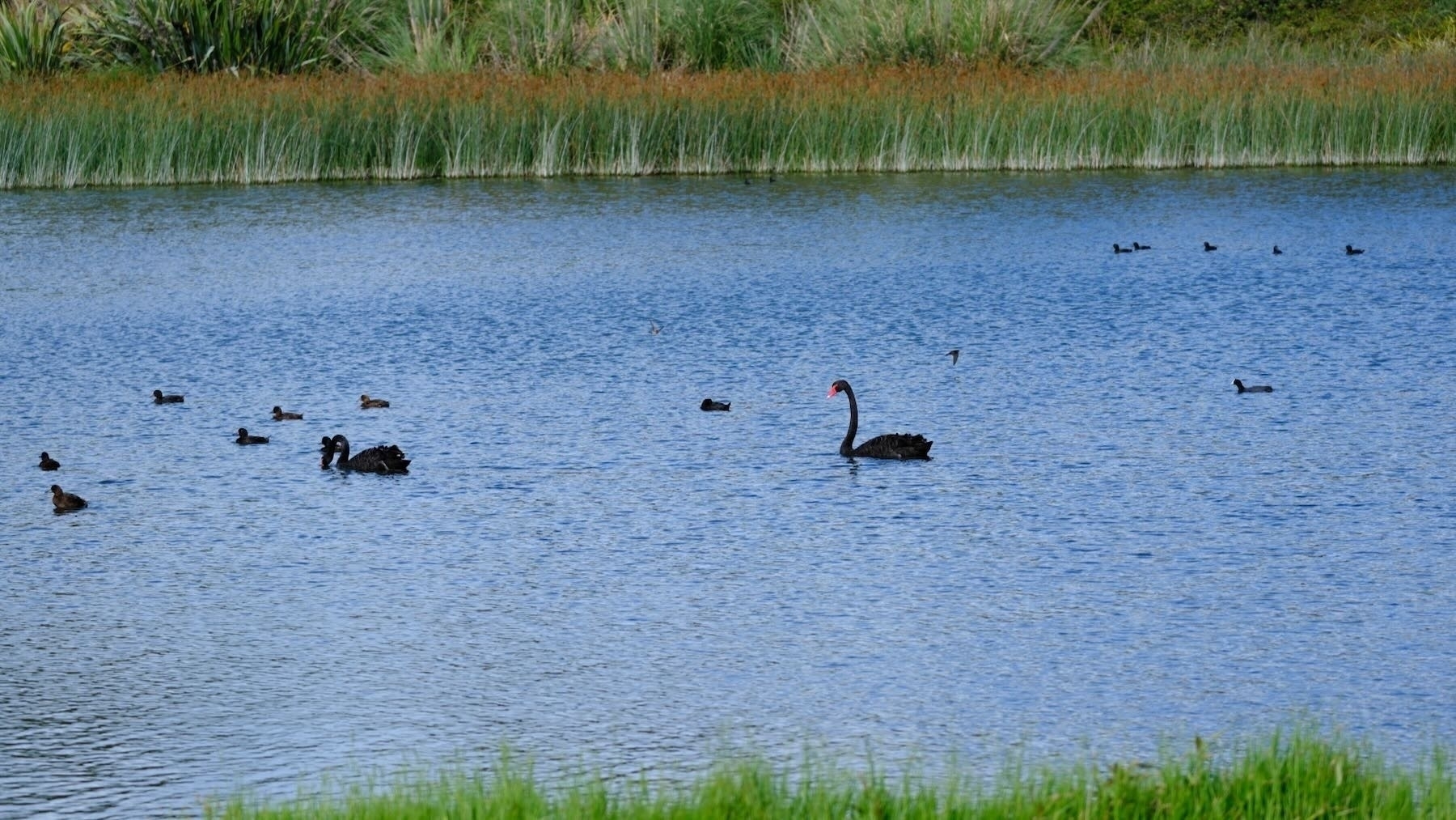 Black swans and others.