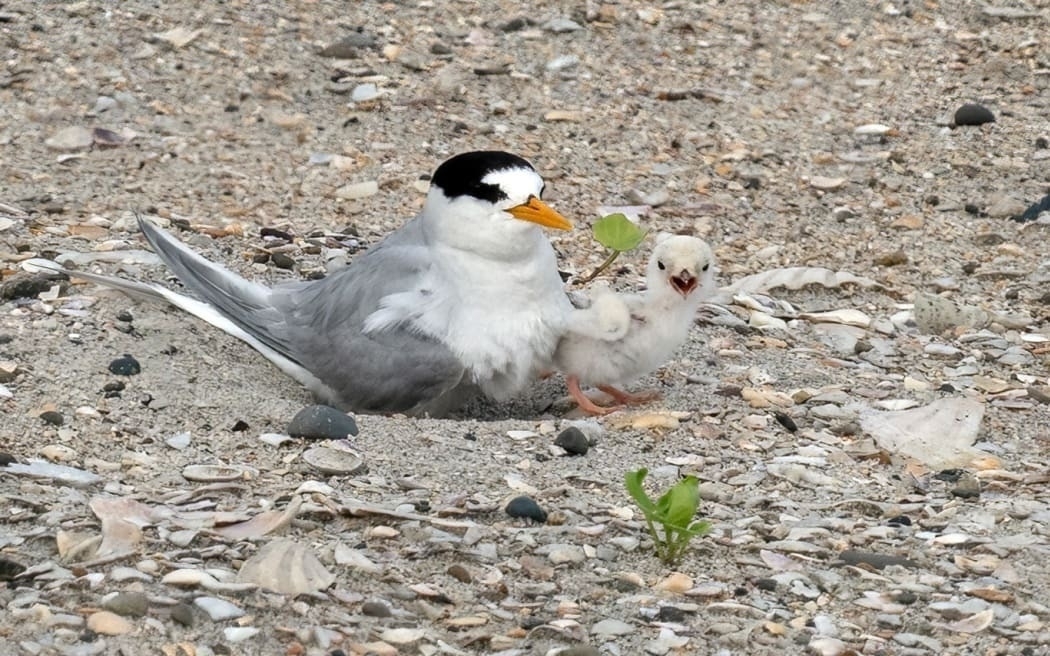 Tiny chick beside its parent on the beach. 
