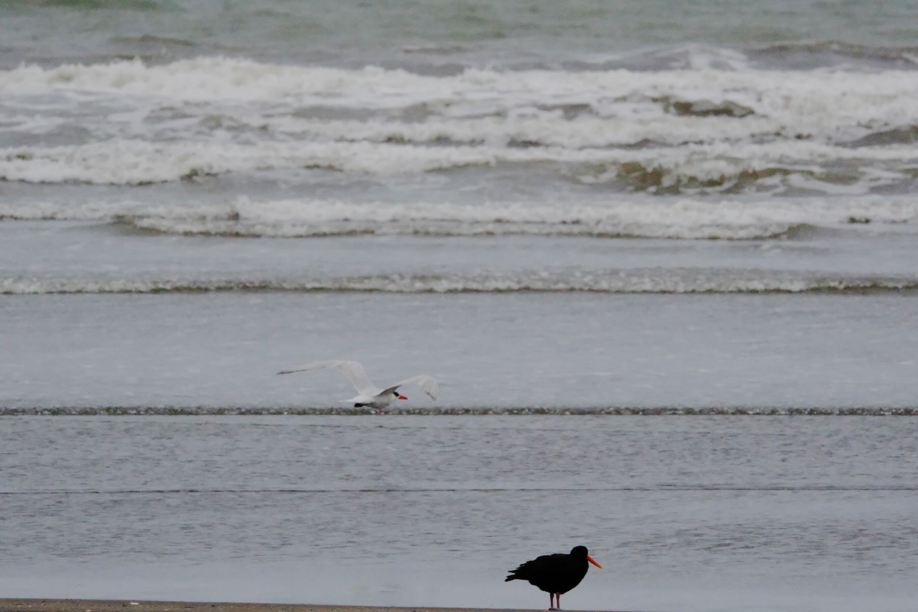 Sturdy white and black bird with bright orange bill, in flight.  