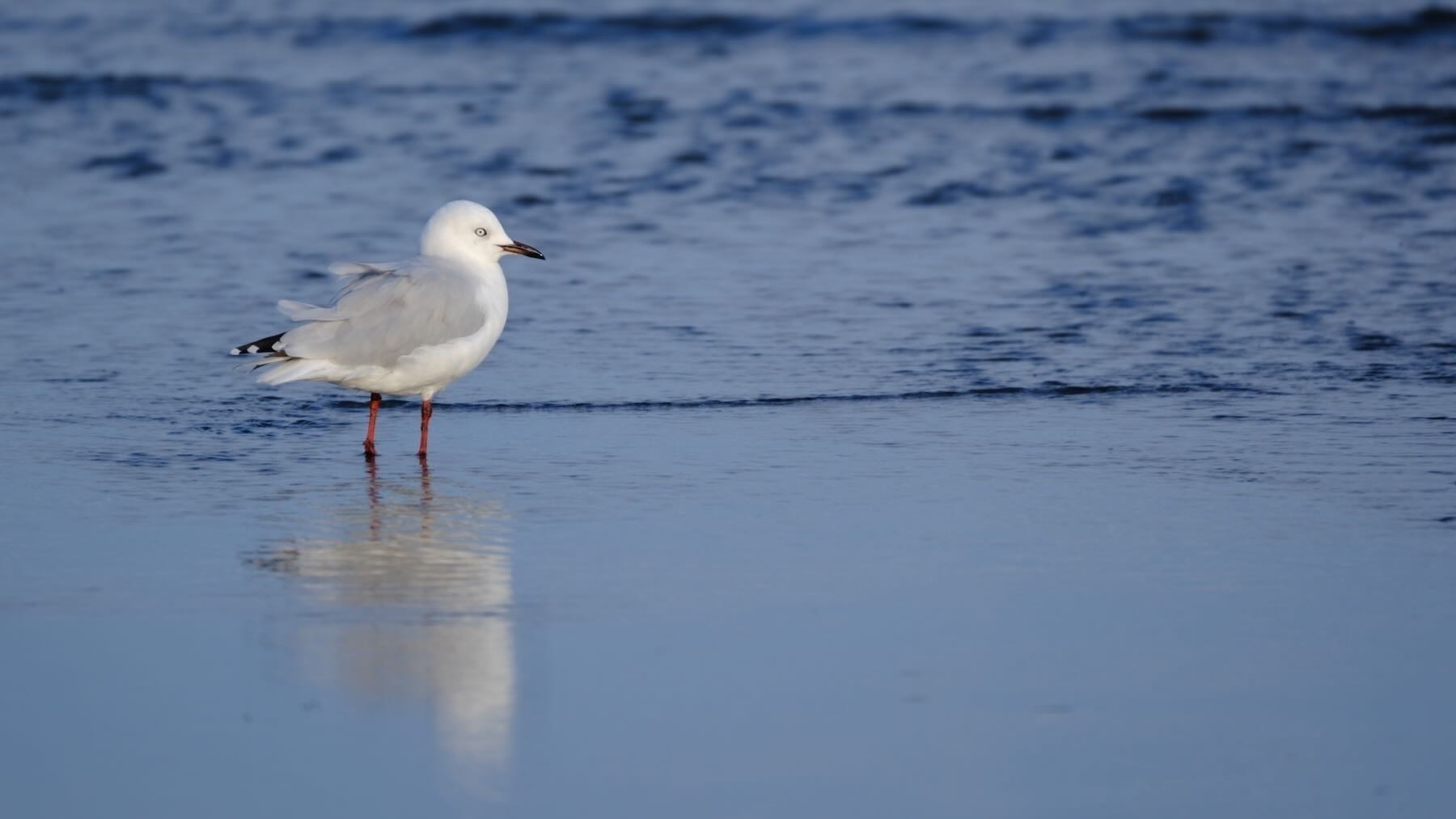 Tarāpunga | Red-billed Gull reflected in wet sand.