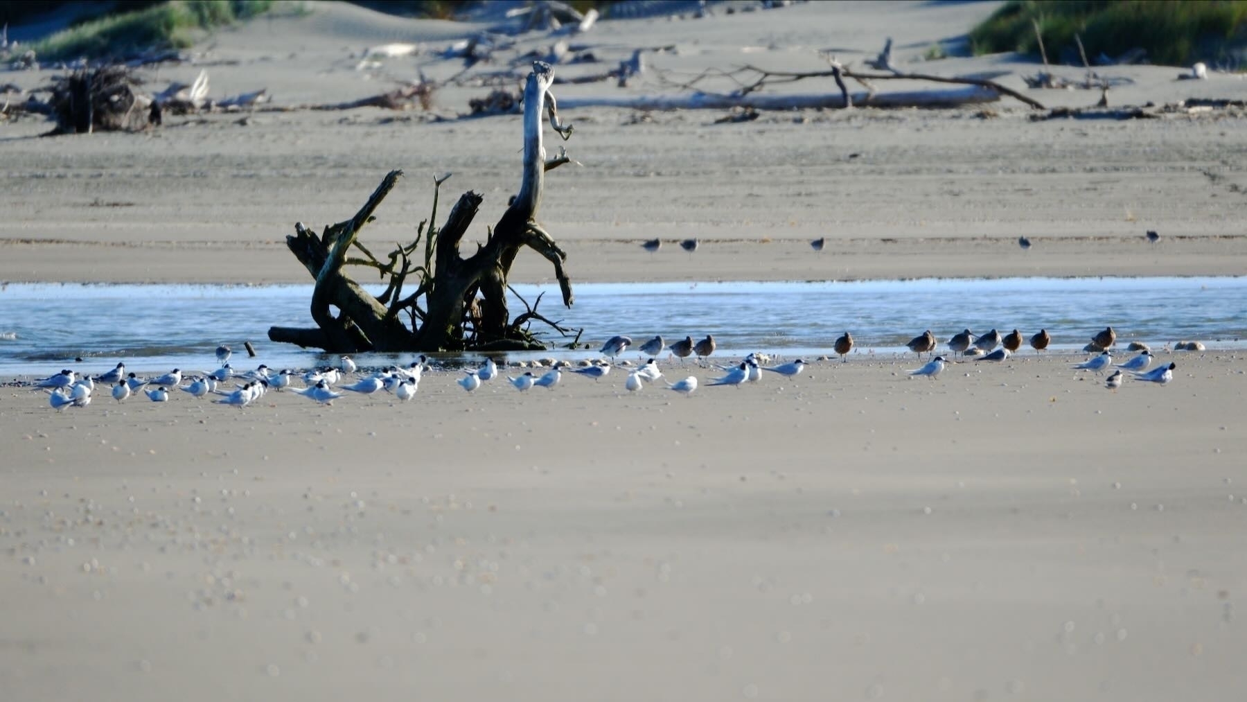 Part of the nearby flock of White-fronted Terns with Godwits behind.  