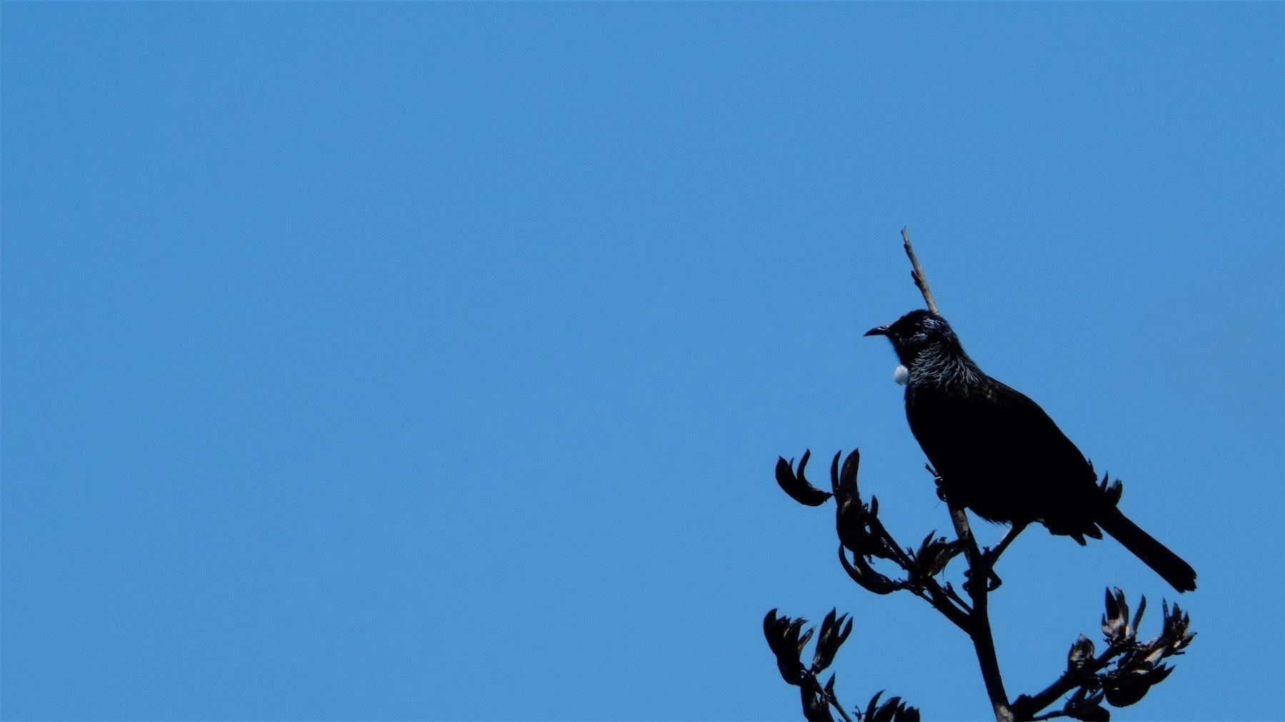 Tui on a flax spear with blue sky behind. 