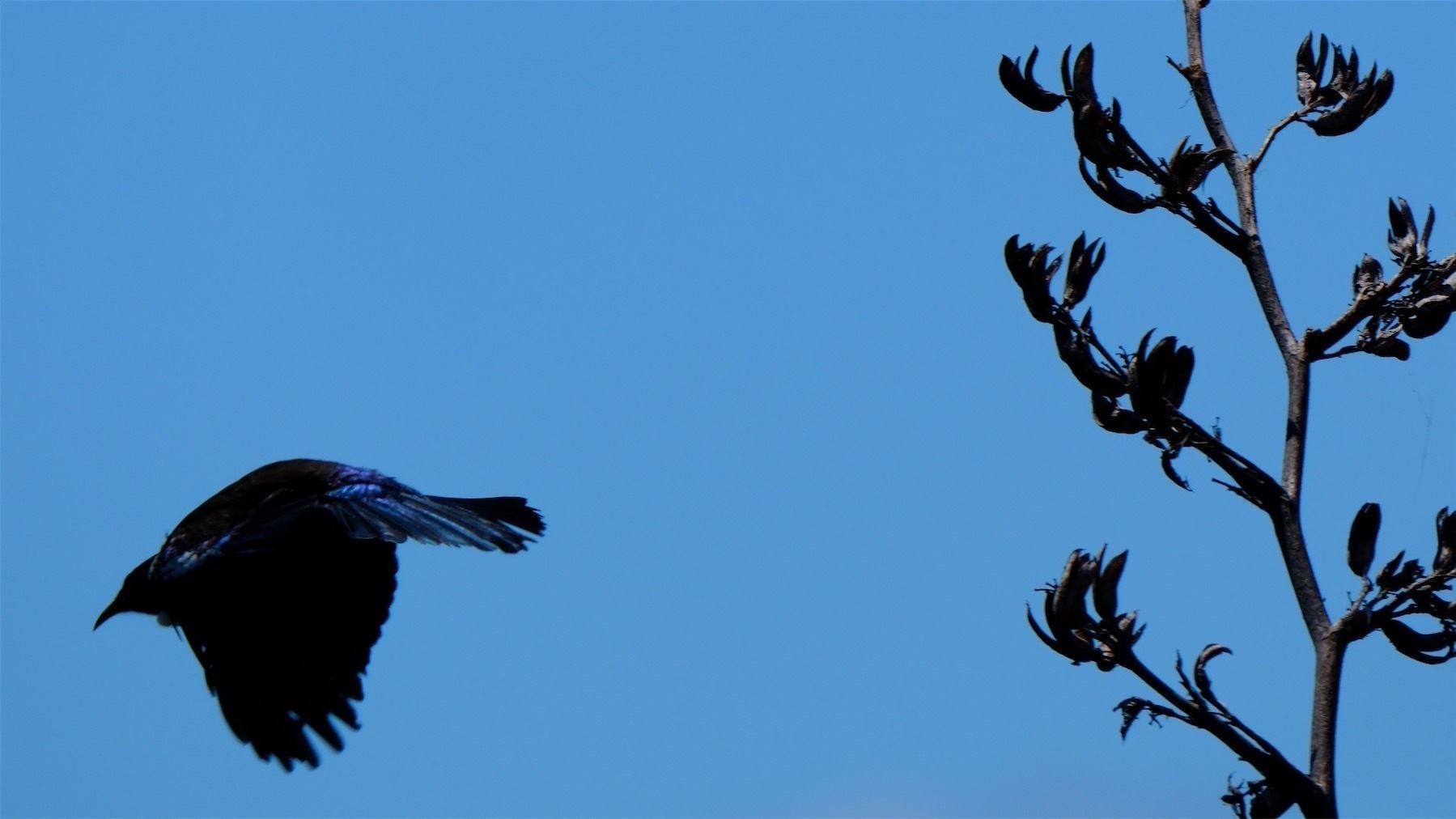 Tui in flight away from a flax spear, with blue sky behind. 