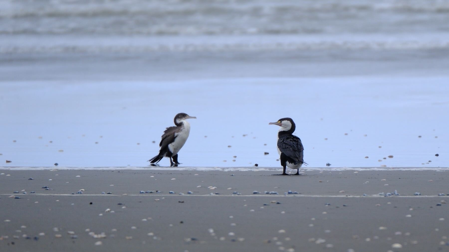 Two shags face one another at the water's edge. One looks very ruffled. 