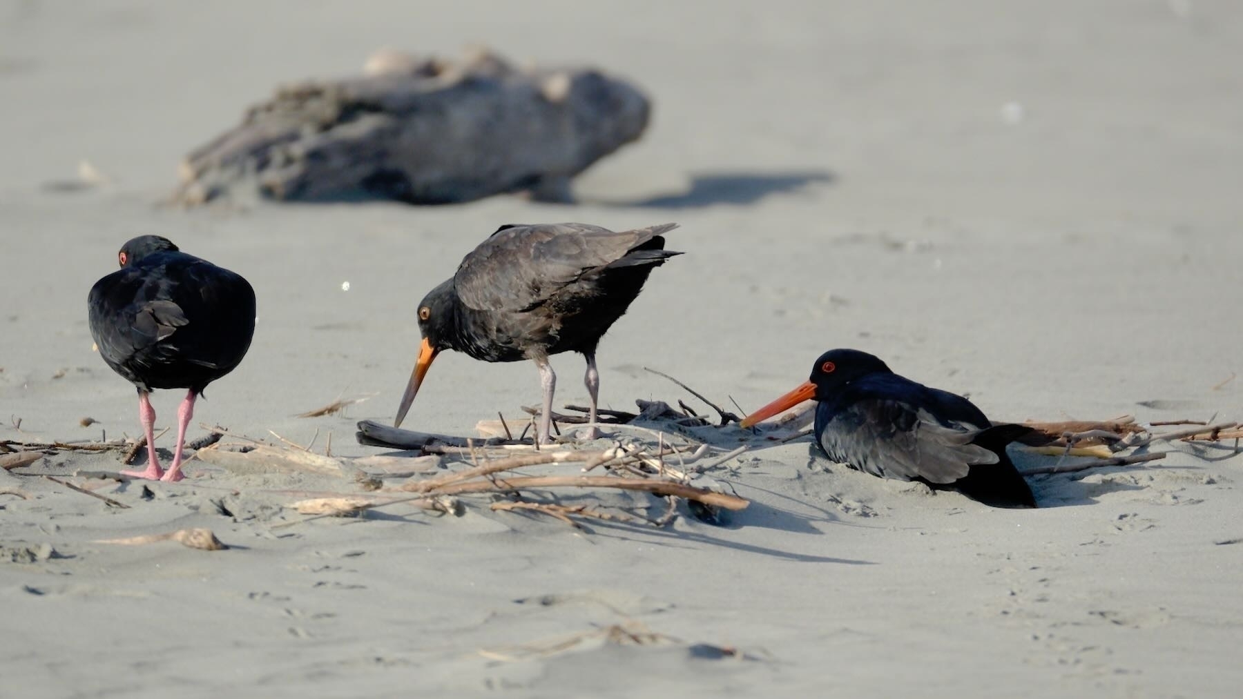 Three Variable Oystercatchers.