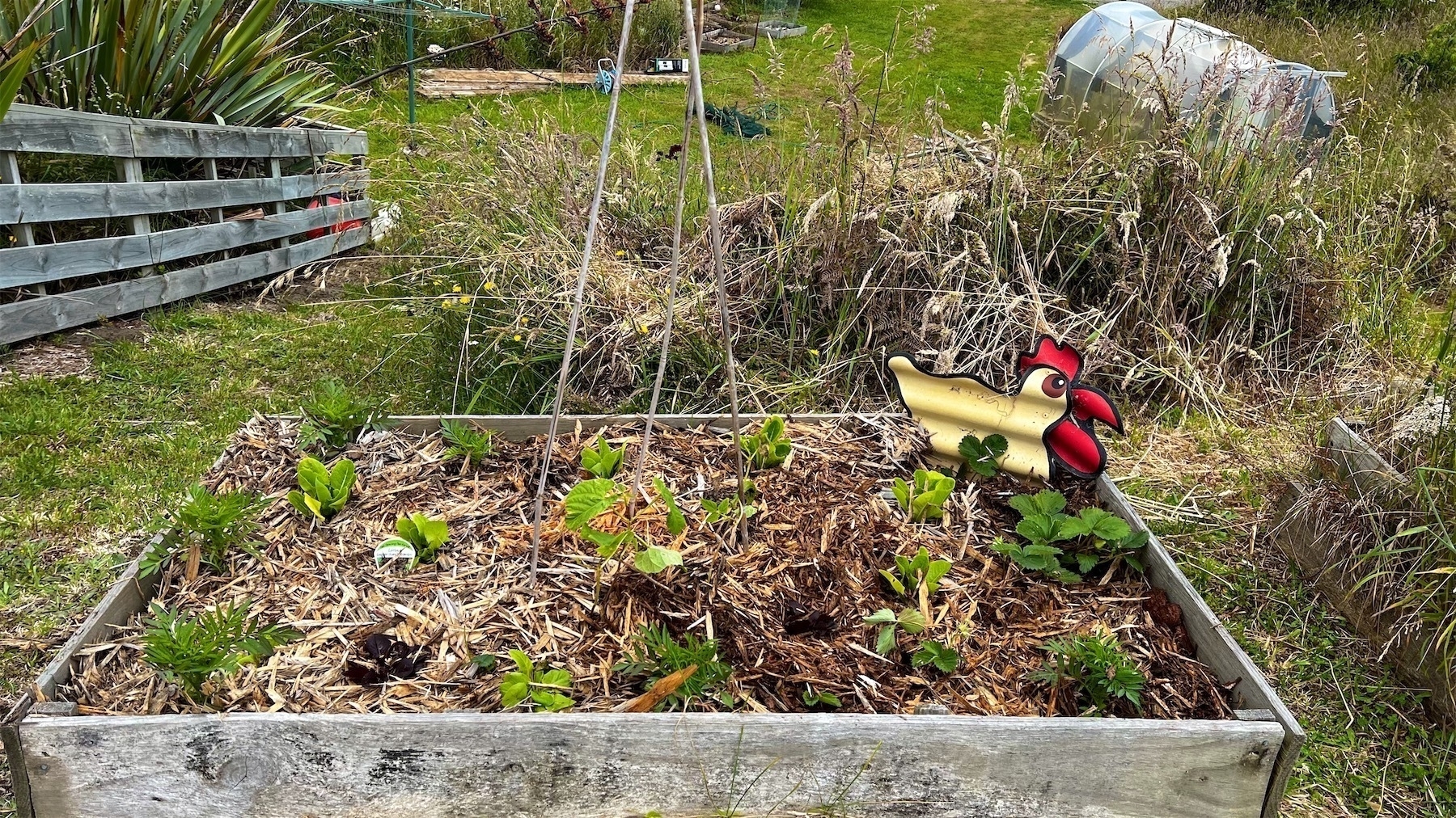 Small vege bed planted with various plants. Mulch has been added.