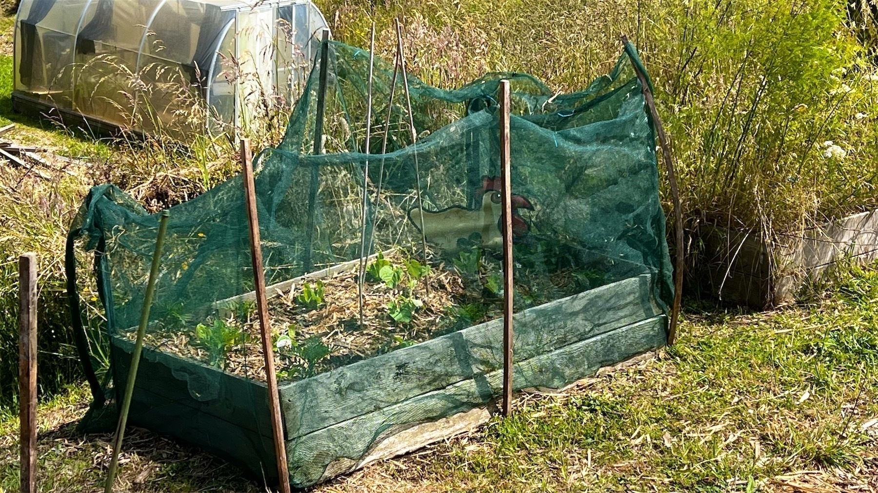 The vege bed has some stakes around it, holding up green netting. 