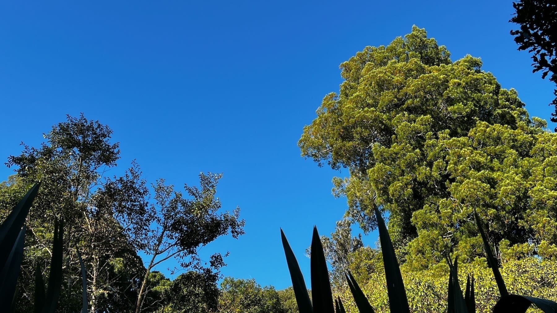 Tree tops against a deep blue sky.
