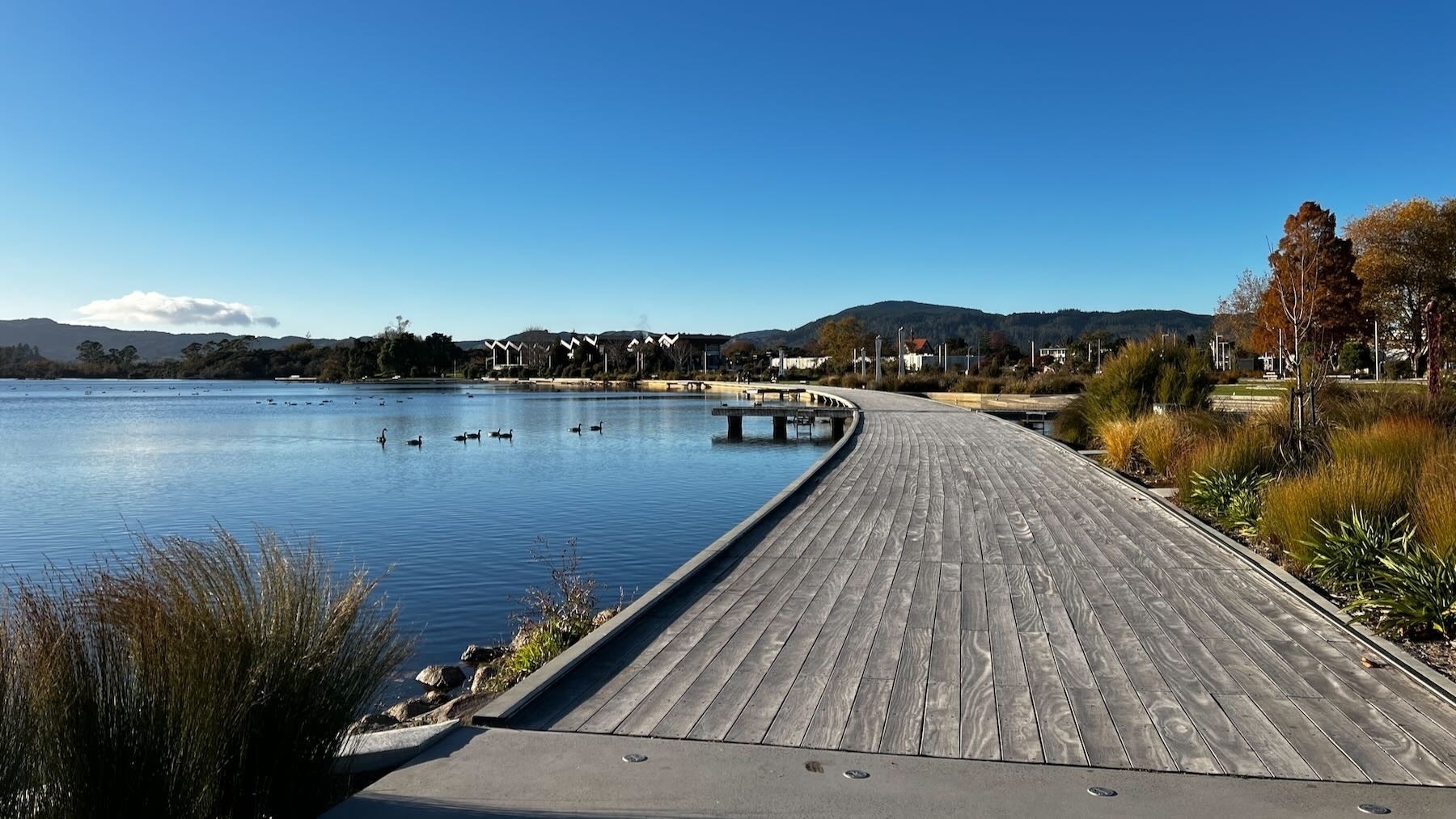 A wooden walkway over the lake, with geese and swans visible, native plants, blue sky. 