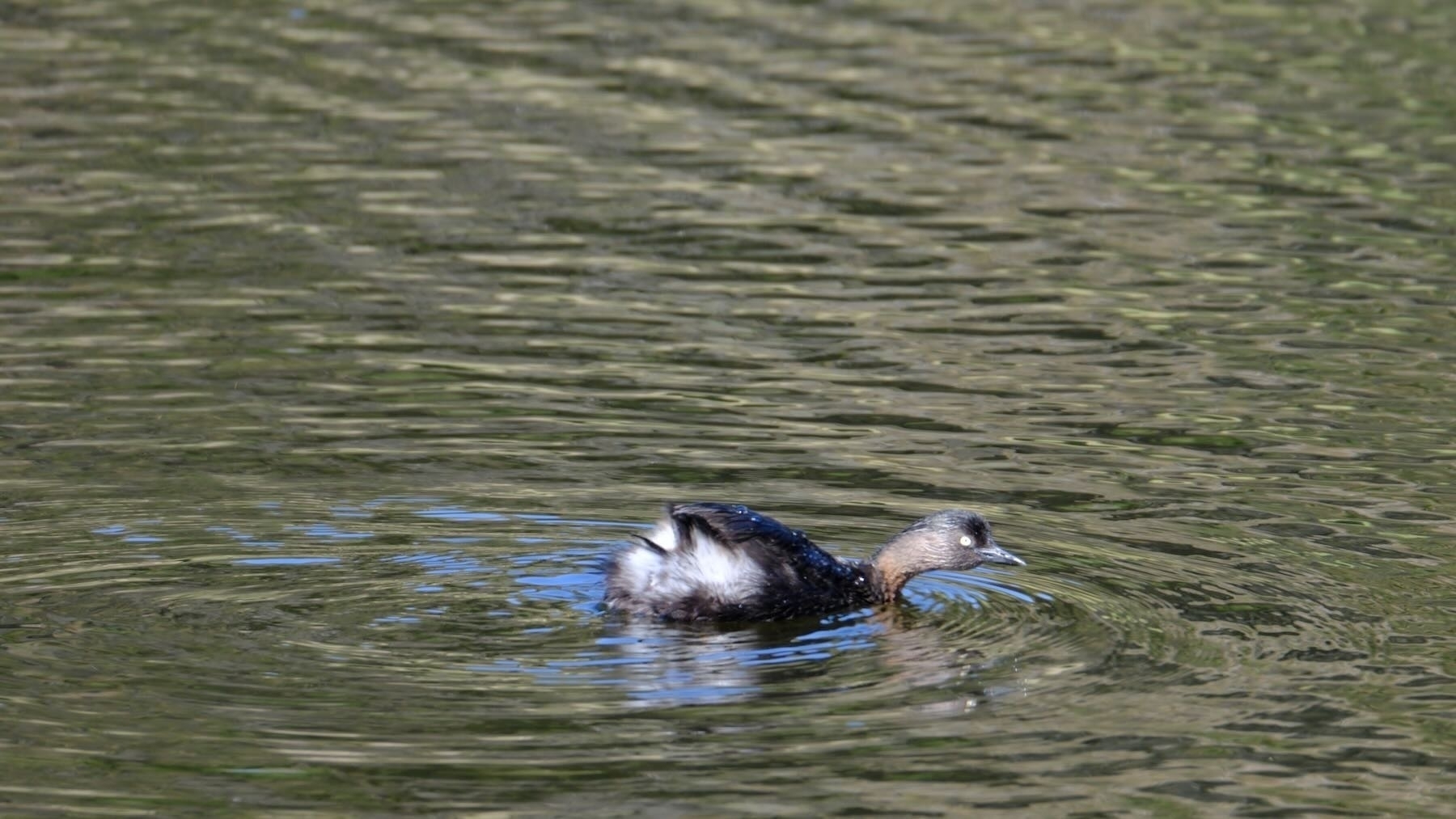 Weiweia | Dabchick floating on a lake and glaring at me.