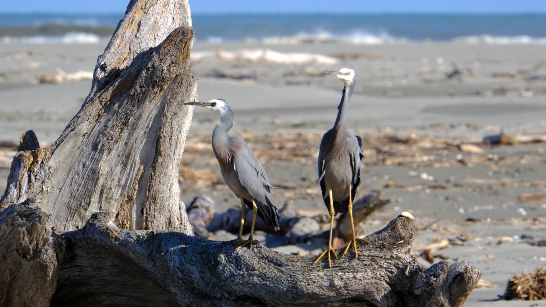 A pair of white-faced herons on driftwood, looking at me.