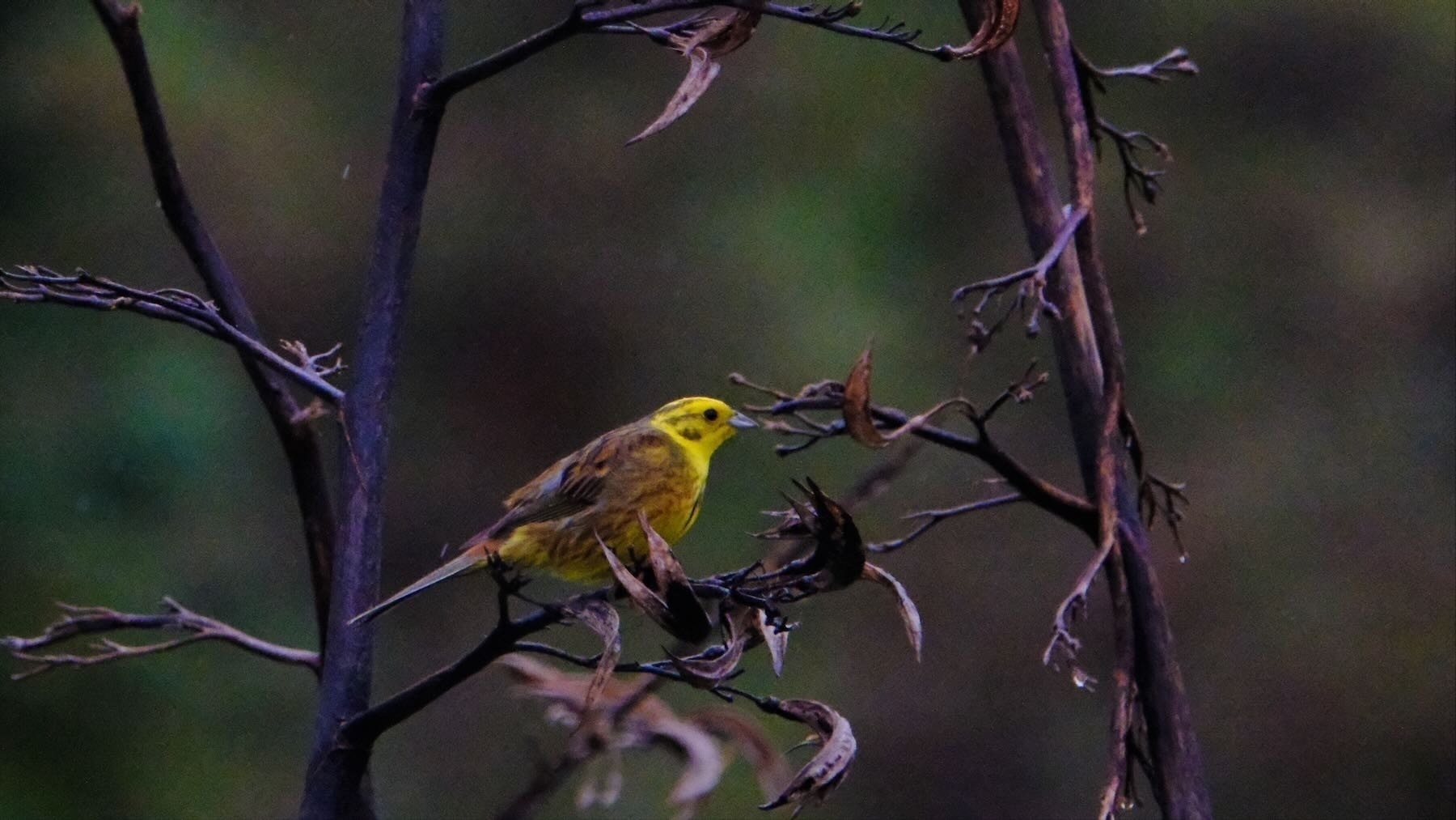 Small sparrow-like bird with yellow head on a flax spear. 