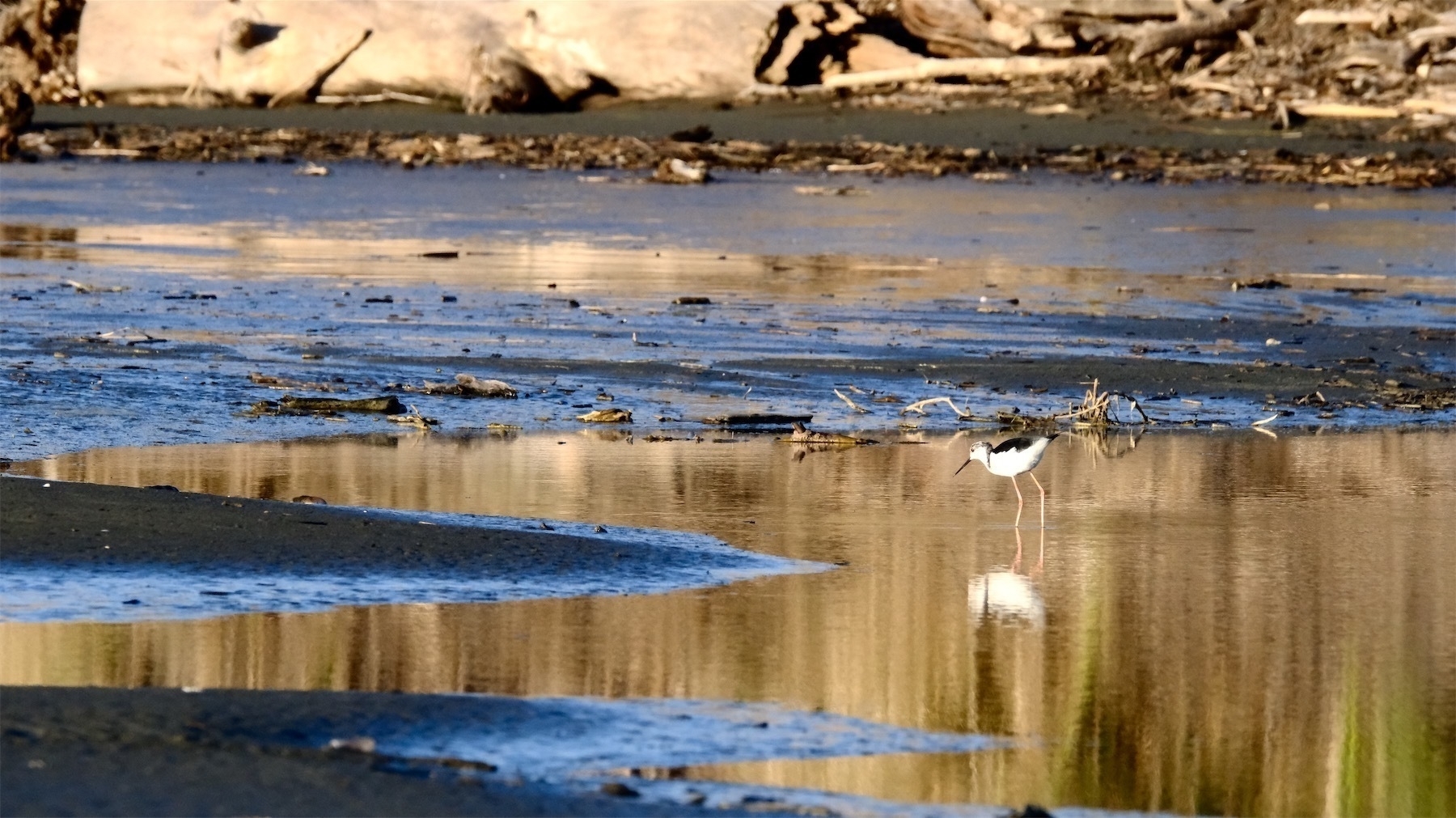 Pied Stilt in remnant water.