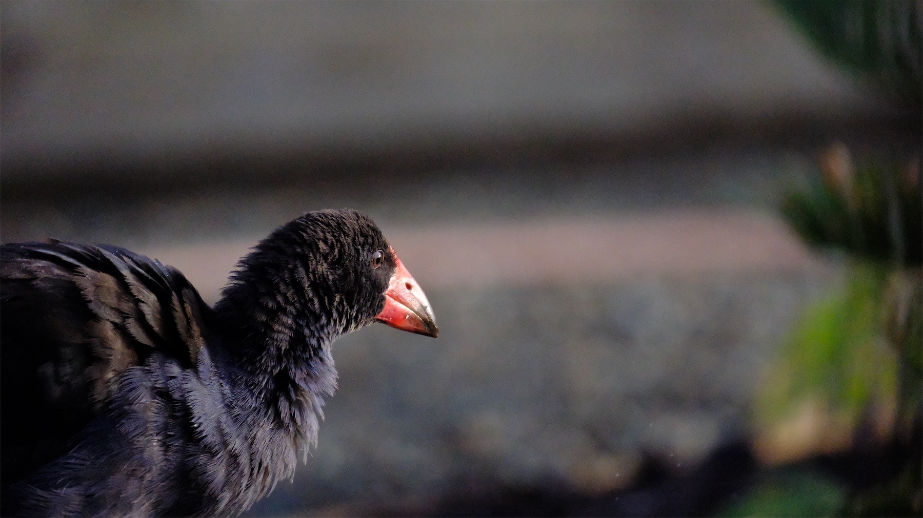 Front end of a chunky black bird with a chunky orange bill, against a blurred garden background.