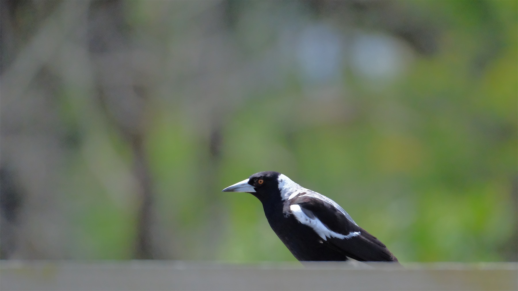 Magpie sitting on a fence rail and looking at the camera.
