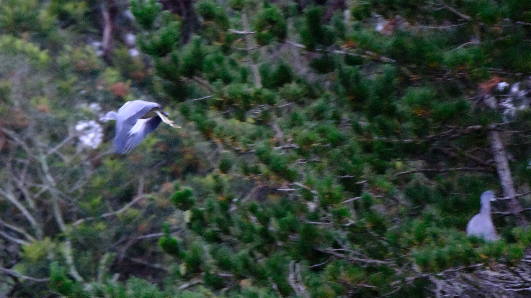 One bird in flight against the pine tree background.