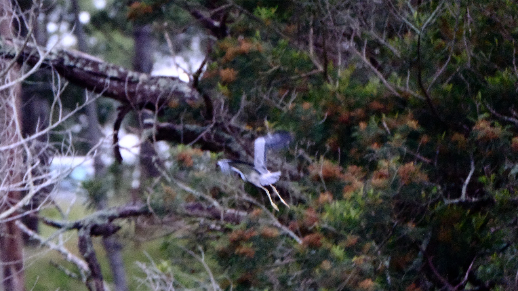 Heron with wings up and feet dangling near a pine tree branch. 
