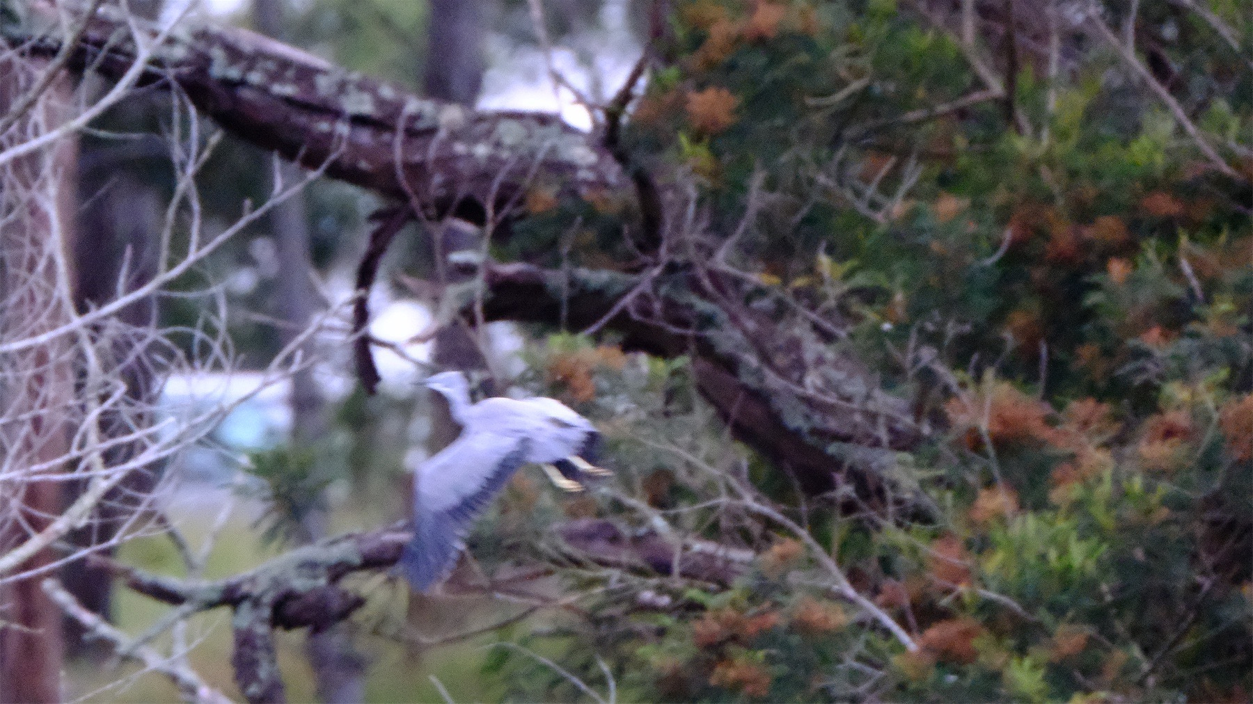 Heron with wings down and feet dangling near a pine tree branch. 