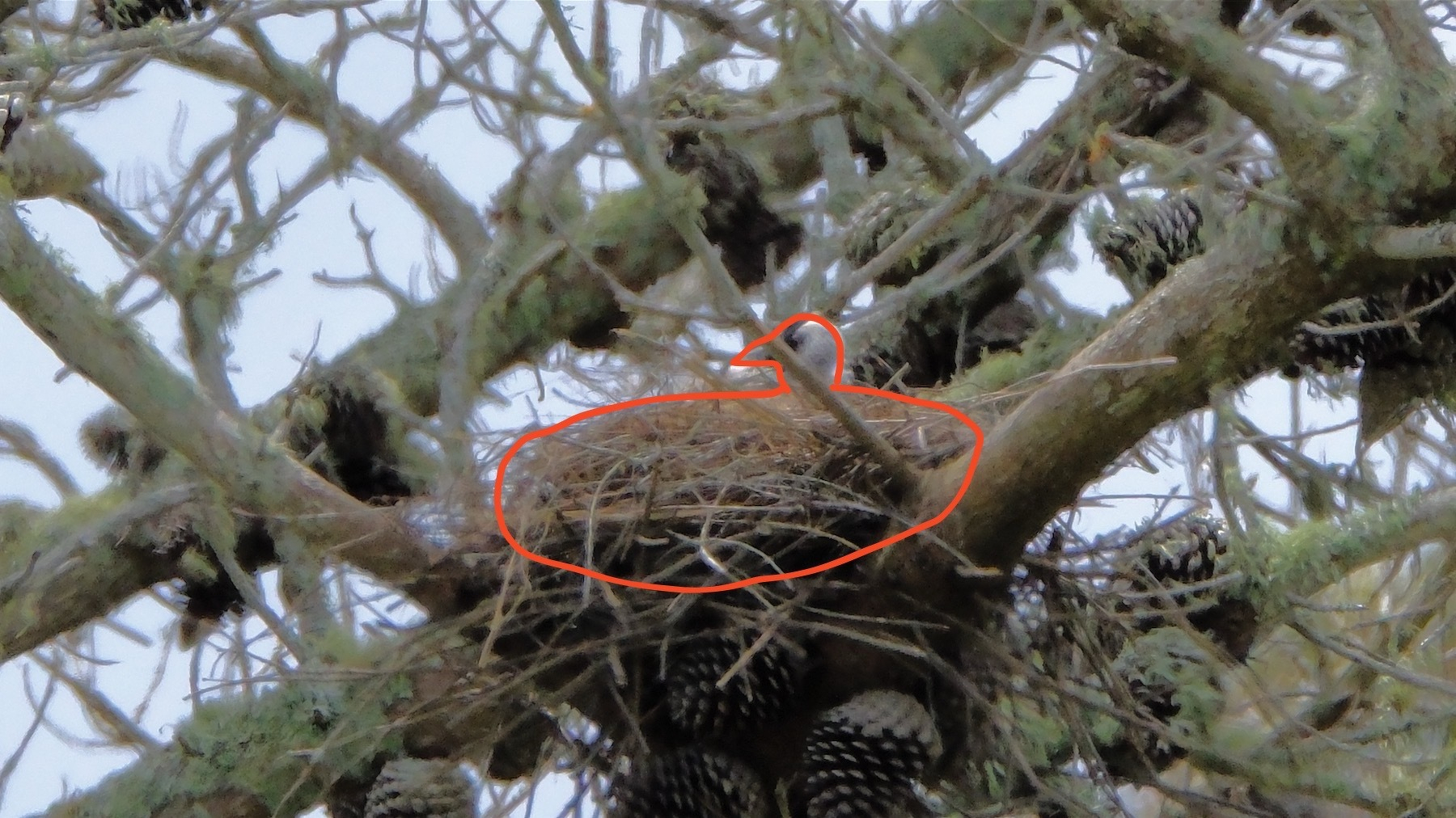 I've outlined the nest and head.