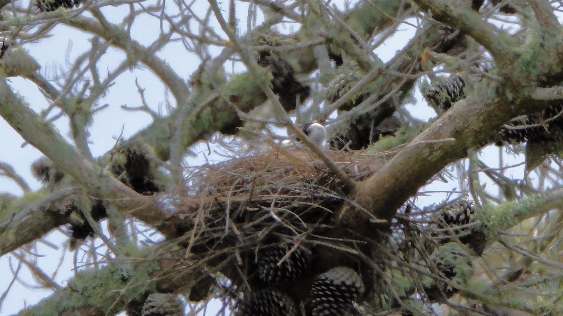 Nest high in a tree, with bird's head just visible.