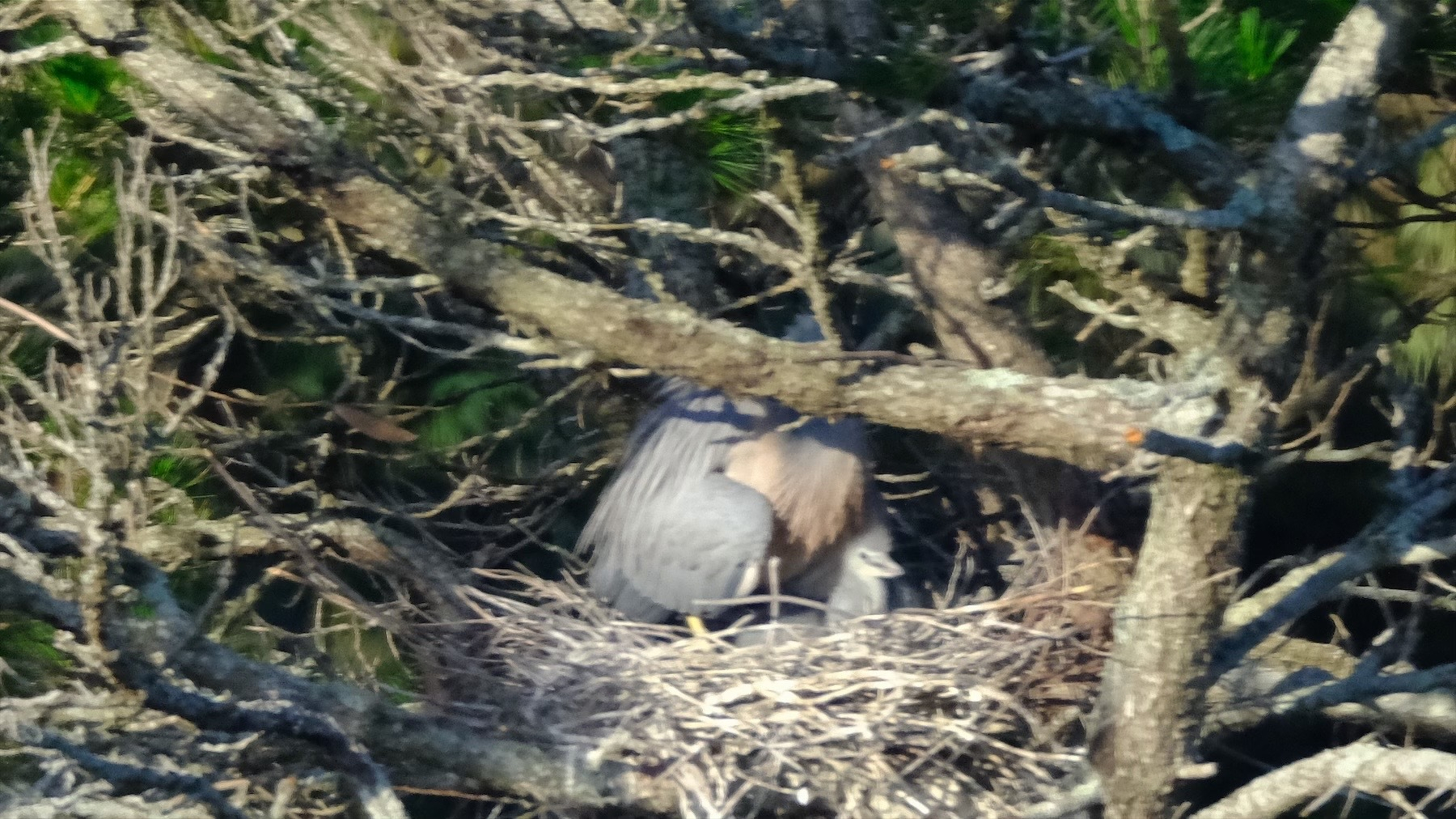 A large nest where part of an adult white-faced heron is visible and the head and body of a large chick.
