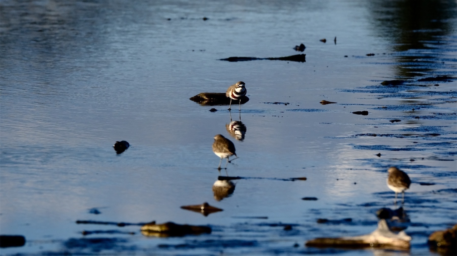 Banded dotterels.