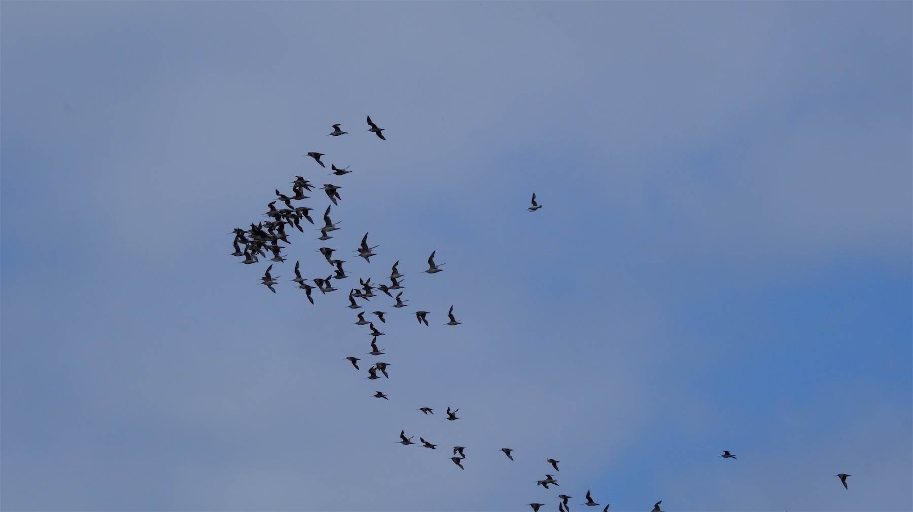 A flock of birds bunched up as they fly.
