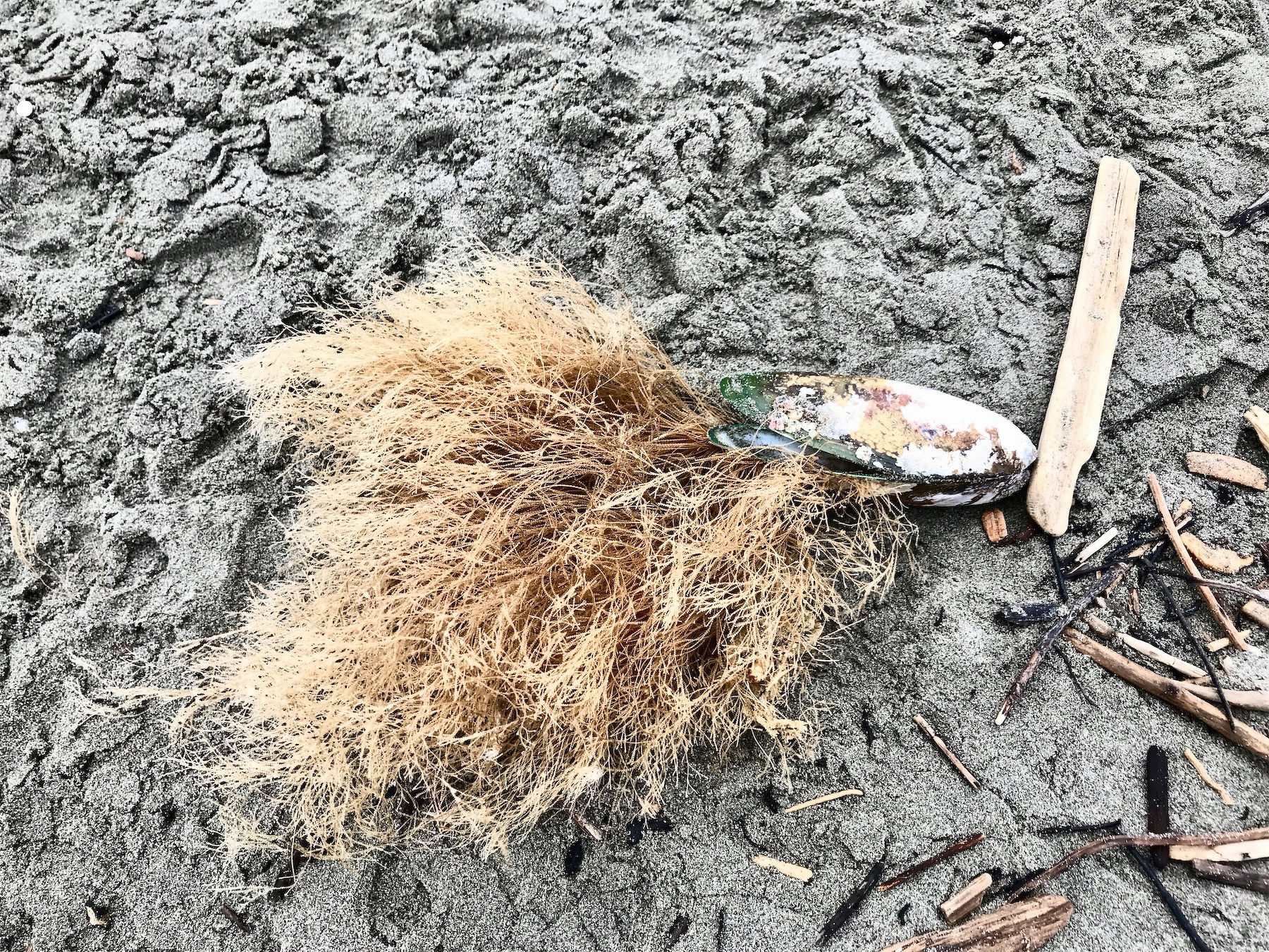 Green-lipped mussel with 'beard' on 12 February 2019. 