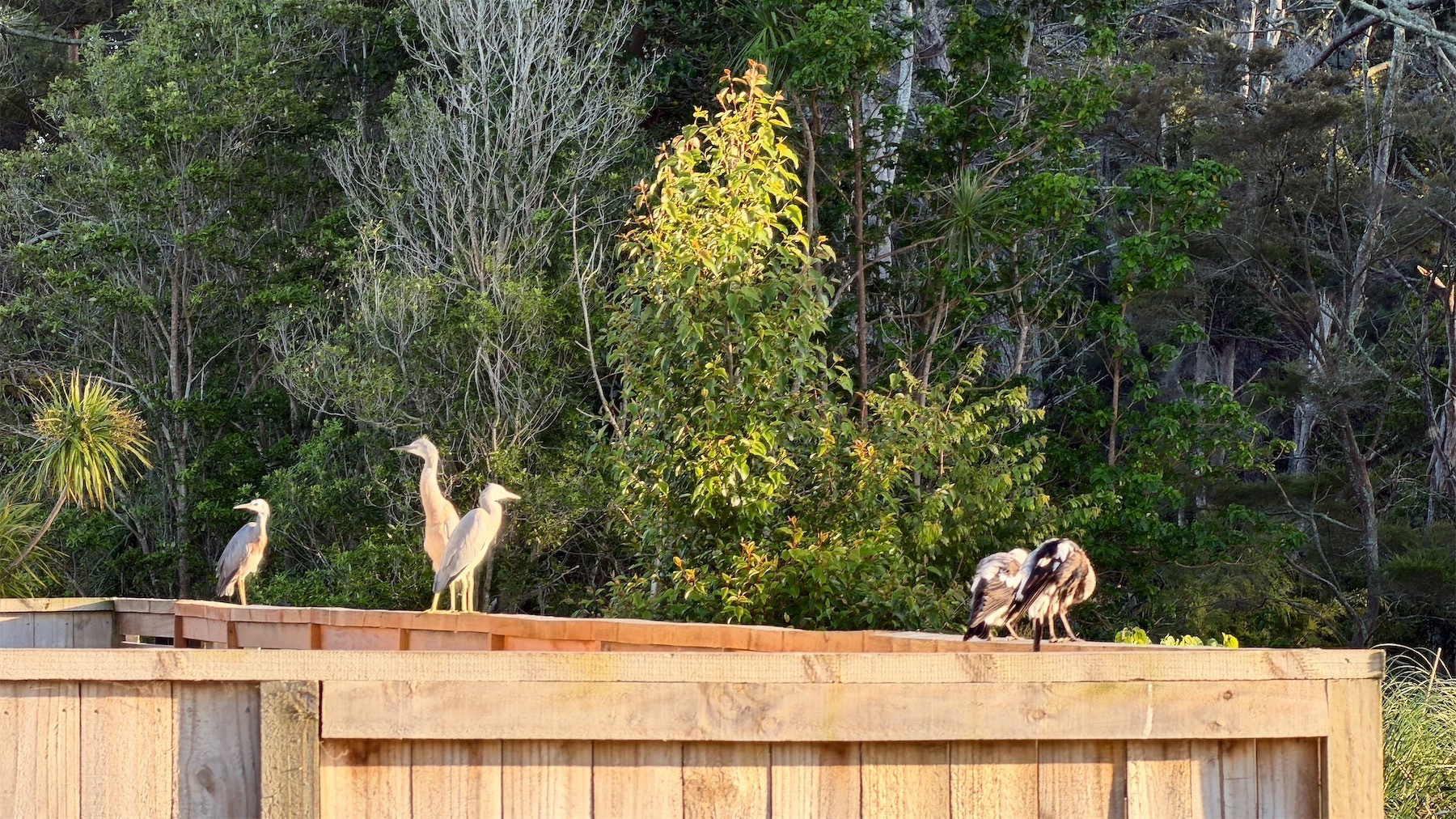 Three white-faced herons and two magpies on a yellow fence with trees behind.