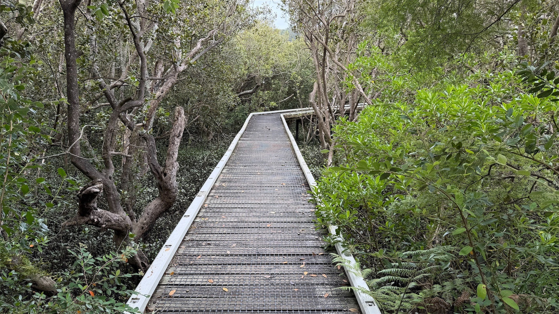 Boardwalk across mangrove swamp. 