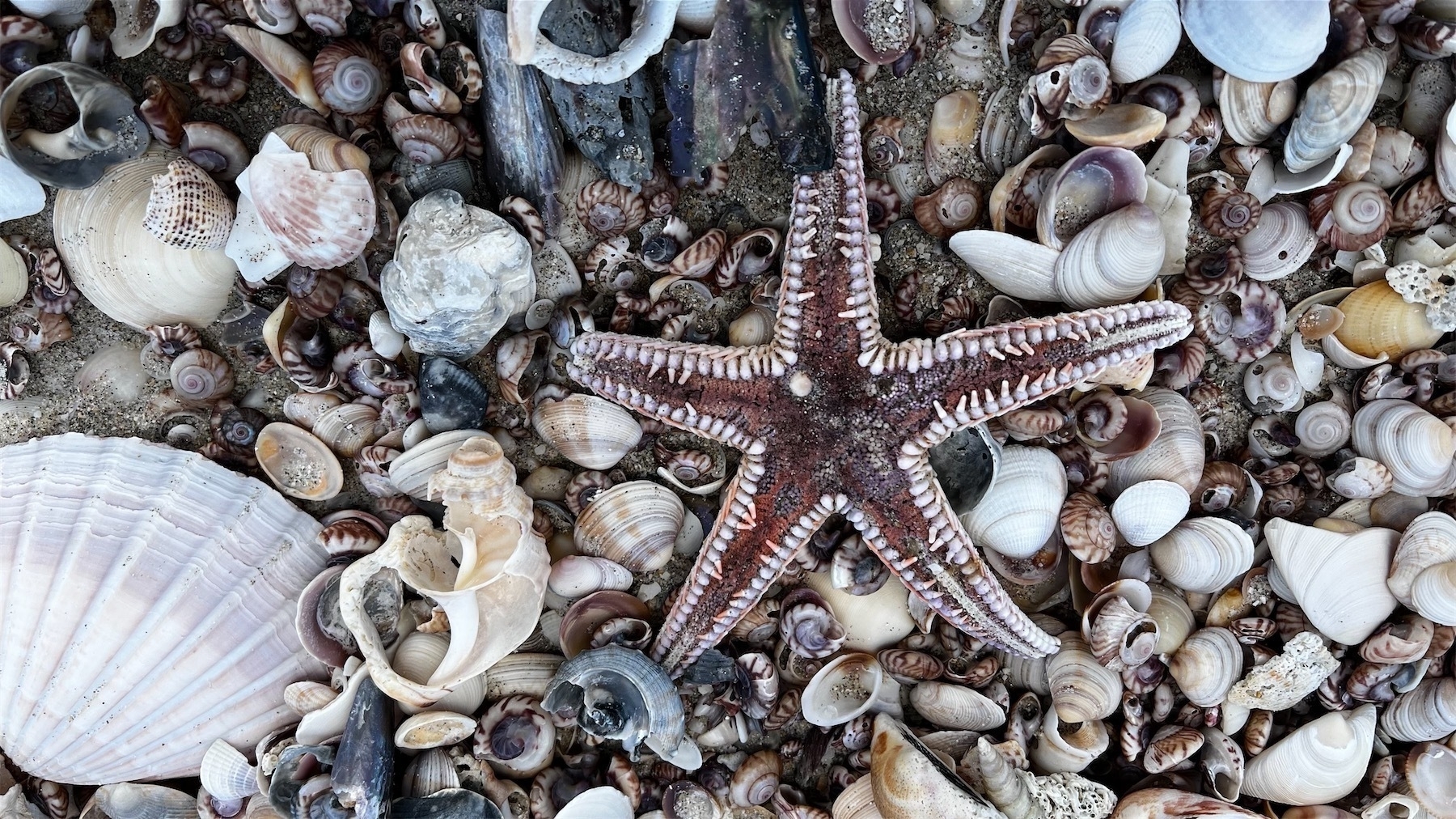Medium size brown starfish on a bed of various small shells.